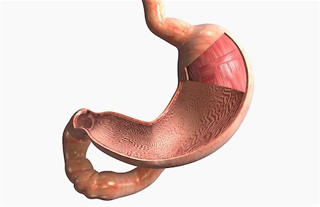 The stomach wall Stock Photo - Premium Royalty-Free, Code: 671-02101863