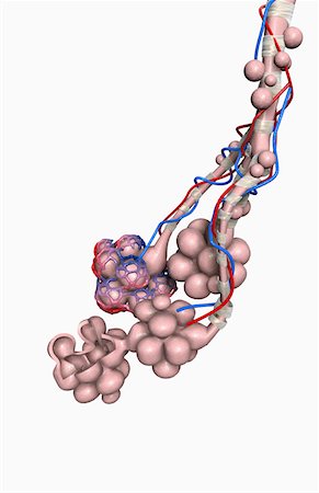 Alveoli Stock Photo - Premium Royalty-Free, Code: 671-02101874