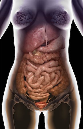 The digestive system Fotografie stock - Premium Royalty-Free, Codice: 671-02101934