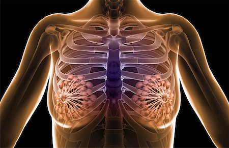 Premium Vector  Female chest anatomy mammary gland duct and