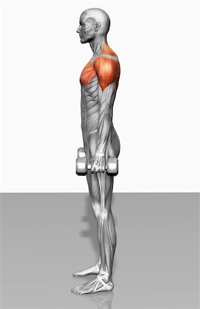 simsearch:671-02102166,k - Standing biceps curl (Part 2 of 2) Fotografie stock - Premium Royalty-Free, Codice: 671-02102246