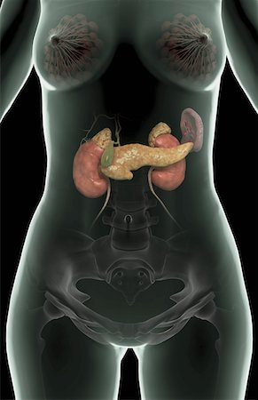 pancreas - The pancreas Fotografie stock - Premium Royalty-Free, Codice: 671-02102240