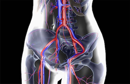 simsearch:671-02095935,k - L'approvisionnement en sang du bas du corps Photographie de stock - Premium Libres de Droits, Code: 671-02102265