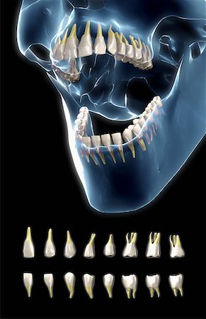 fang - The teeth Stock Photo - Premium Royalty-Free, Code: 671-02102273