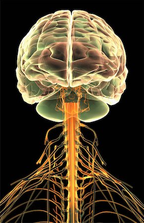 sistema nervoso - The brain and cervical spinal cord Foto de stock - Royalty Free Premium, Número: 671-02102328