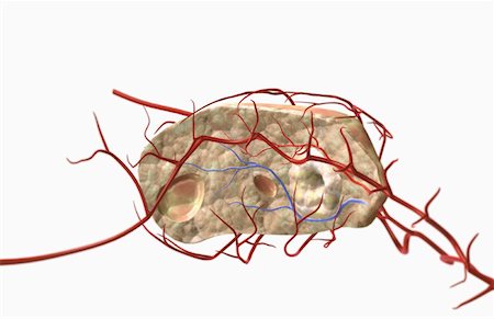 simsearch:671-02101416,k - Sectional anatomy of the ovary Stock Photo - Premium Royalty-Free, Code: 671-02102332