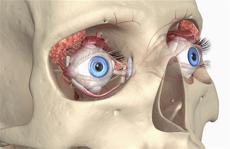 simsearch:671-02100311,k - The lacrimal apparatus Foto de stock - Sin royalties Premium, Código: 671-02102340