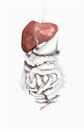 The Liver Stock Photo - Premium Royalty-Free, Code: 671-02102355