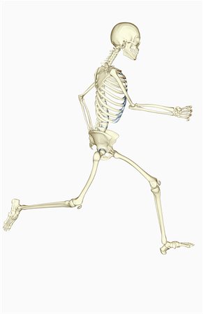 skeleton of a person running - The skeletal system Stock Photo - Premium Royalty-Free, Code: 671-02102369
