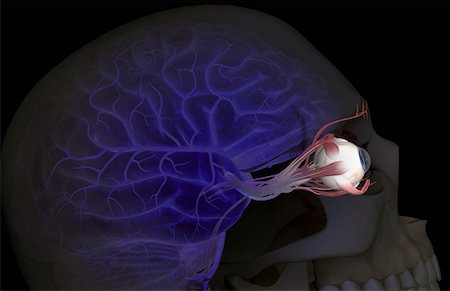 skeleton profile - Les artères du cerveau et des yeux Photographie de stock - Premium Libres de Droits, Code: 671-02102376