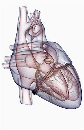 simsearch:671-02095772,k - The heart Foto de stock - Sin royalties Premium, Código: 671-02102378