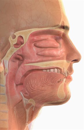 The upper respiratory system Foto de stock - Sin royalties Premium, Código: 671-02102387