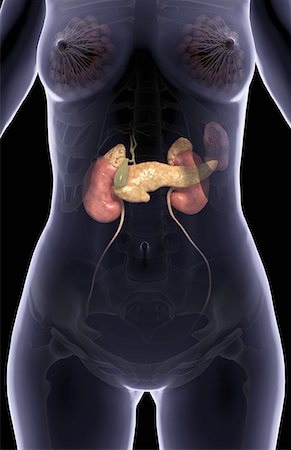 pancreas - The pancreas Fotografie stock - Premium Royalty-Free, Codice: 671-02102397