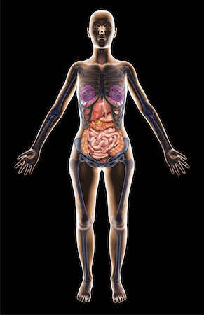 digestion female - The digestive system Foto de stock - Sin royalties Premium, Código: 671-02102409