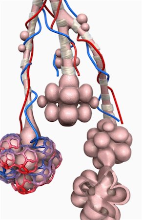 Alveoli Stock Photo - Premium Royalty-Free, Code: 671-02102427