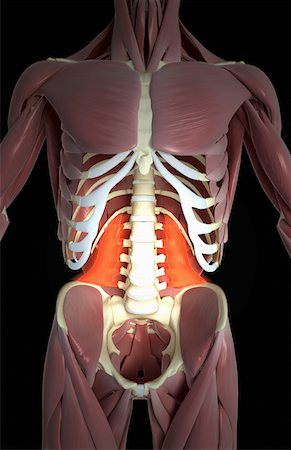 Quadratus lumborum Foto de stock - Sin royalties Premium, Código: 671-02102421