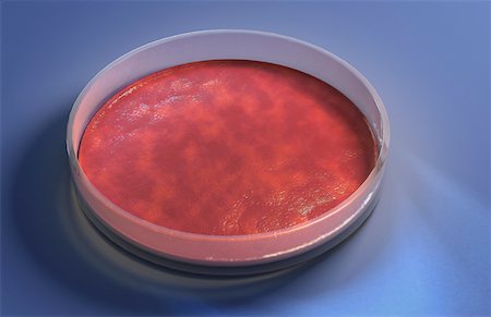 placa de petri - Petri dish Foto de stock - Royalty Free Premium, Número: 671-02102444