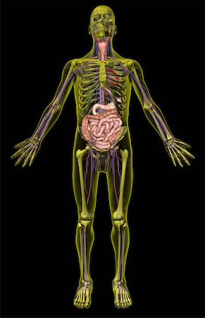 digestive system arteries - The digestive system Foto de stock - Sin royalties Premium, Código: 671-02102447