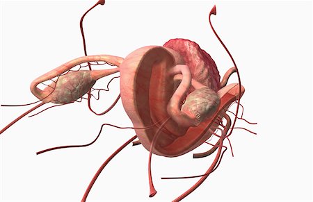 Les organes reproducteurs femelles Photographie de stock - Premium Libres de Droits, Code: 671-02102486