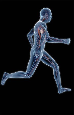 skeleton of a person running - The vascular system Stock Photo - Premium Royalty-Free, Code: 671-02102514