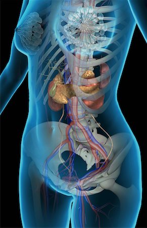 simsearch:671-02102681,k - The kidneys, gallbladder and the pancreas Stock Photo - Premium Royalty-Free, Code: 671-02102542