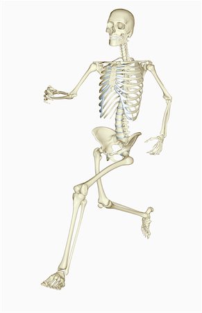 skeleton profile - The skeletal system Stock Photo - Premium Royalty-Free, Code: 671-02102560