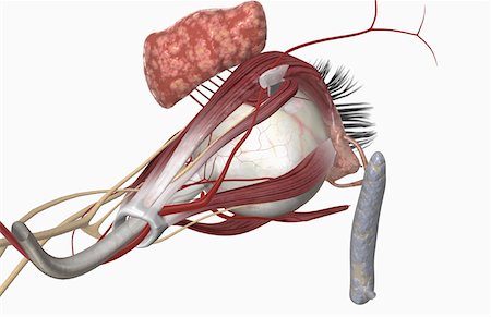 simsearch:671-02101659,k - External anatomy of the eye Foto de stock - Royalty Free Premium, Número: 671-02102561