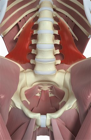 Quadratus lumborum Foto de stock - Sin royalties Premium, Código: 671-02102575