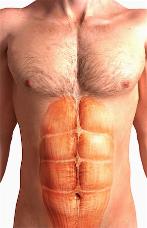 Rectus abdominis Stock Photo - Premium Royalty-Free, Code: 671-02102580