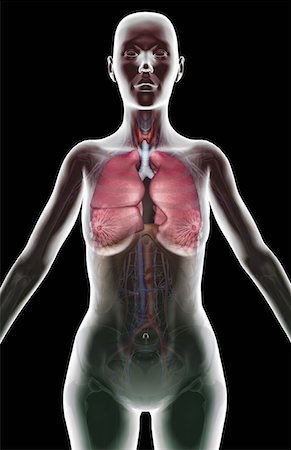 skeleton with black background - The respiratory system Stock Photo - Premium Royalty-Free, Code: 671-02102590