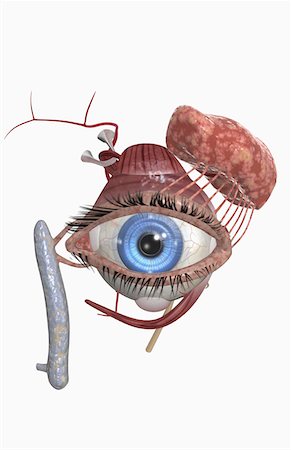 The lacrimal apparatus Fotografie stock - Premium Royalty-Free, Codice: 671-02102600