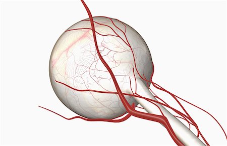 simsearch:671-02101659,k - Blood vessels of the eye Foto de stock - Royalty Free Premium, Número: 671-02102614