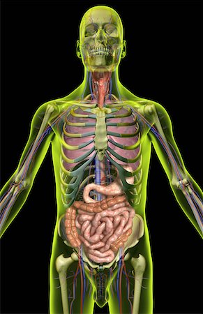digestive system arteries - The digestive and respiratory systems Foto de stock - Sin royalties Premium, Código: 671-02102648