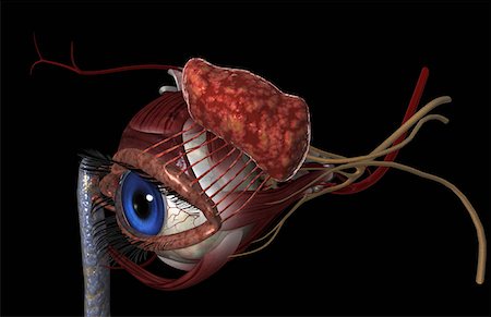 simsearch:671-02100311,k - The lacrimal apparatus Foto de stock - Sin royalties Premium, Código: 671-02102667