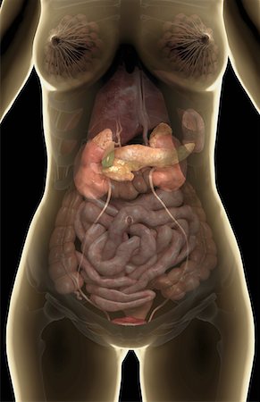 pâncreas - The pancreas Foto de stock - Royalty Free Premium, Número: 671-02102662