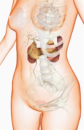 pâncreas - The kidneys, gallbladder and the pancreas Foto de stock - Royalty Free Premium, Número: 671-02102670