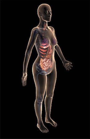 The digestive system Fotografie stock - Premium Royalty-Free, Codice: 671-02102672