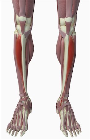 Tibialis anterior Stock Photo - Premium Royalty-Free, Code: 671-02102692