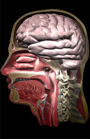 La tête et du cou Photographie de stock - Premium Libres de Droits, Code: 671-02102712