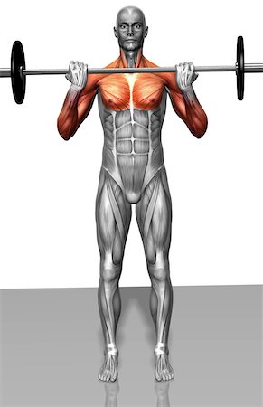 Biceps curl (Part 1 of 2) Stock Photo - Premium Royalty-Free, Code: 671-02102734