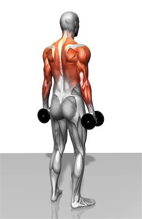 simsearch:671-02102857,k - Dumbbell shrug exercise (Part 2 of 2) Foto de stock - Royalty Free Premium, Número: 671-02102781