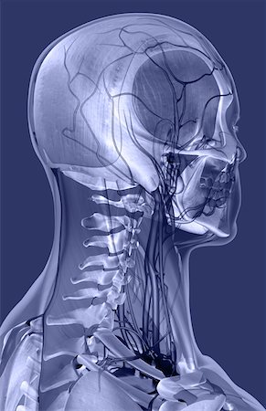 The ligaments and blood vessels of the head and neck Stock Photo - Premium Royalty-Free, Code: 671-02102928