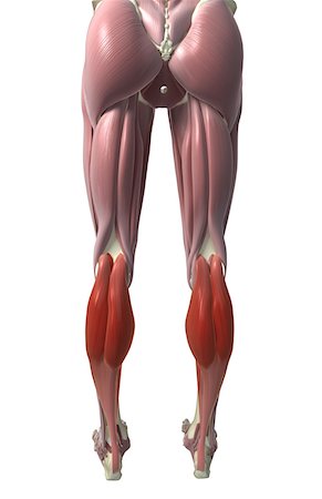 Gastrocnemius muscle Stock Photo - Premium Royalty-Free, Code: 671-02102922