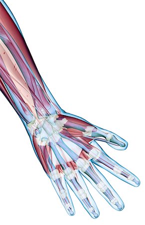 simsearch:671-02098580,k - The ligaments of the hand Foto de stock - Royalty Free Premium, Número: 671-02102934