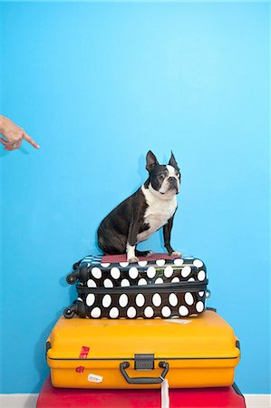 suitcase travel - Dog sitting on stacked suitcases Stock Photo - Premium Royalty-Free, Code: 673-06025310