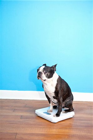 Dog sitting on scales Stock Photo - Premium Royalty-Free, Code: 673-06025321