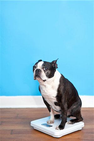 pesar - Dog sitting on scales Foto de stock - Sin royalties Premium, Código: 673-06025322