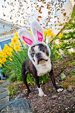 simsearch:673-06025443,k - Dog with bunny ears and daffodils Stock Photo - Premium Royalty-Free, Code: 673-06025336