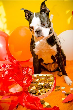 dog sitting relaxing - Dog with valentine box of candy Stock Photo - Premium Royalty-Free, Code: 673-06025330