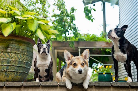 Trois chiens sur le porche extérieur Photographie de stock - Premium Libres de Droits, Code: 673-06025399